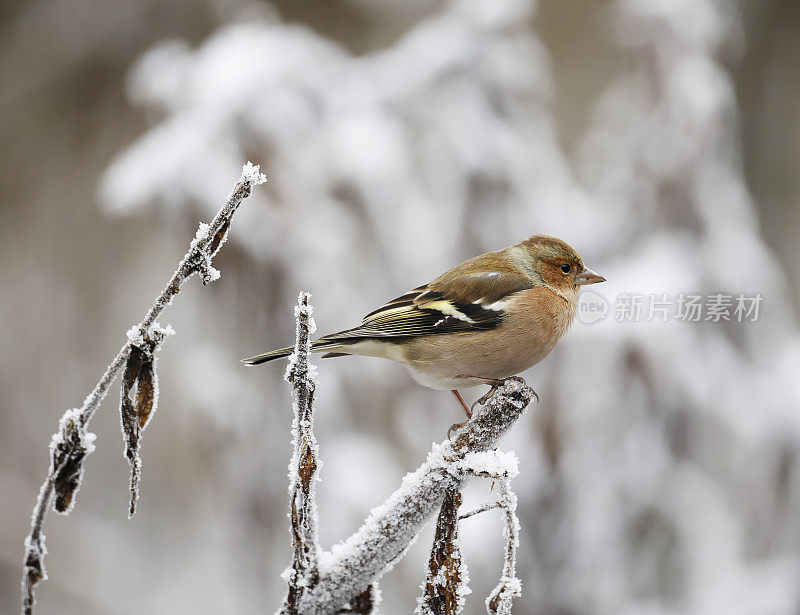 冬天的苍头燕雀(Fringilla coelebs)